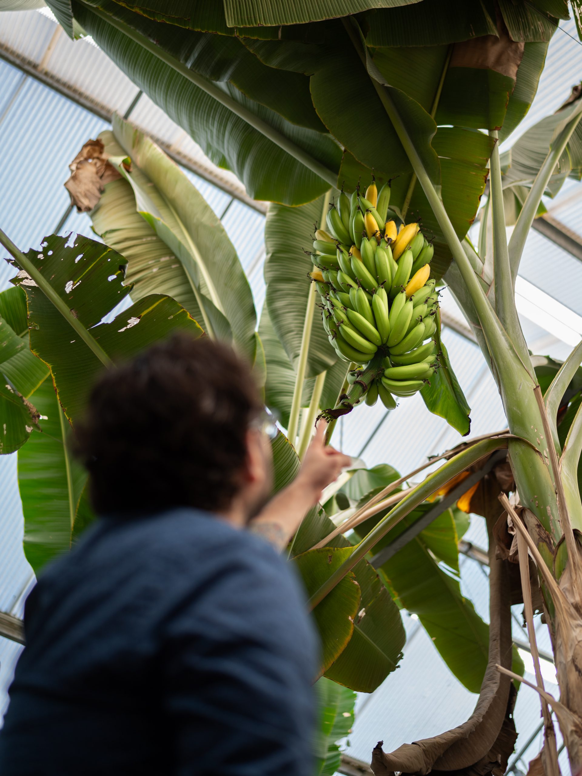 Business_Chiquita_01